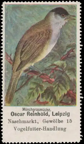 MÃ¶nchgrasmÃ¼cke