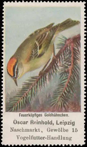 FeuerkÃ¶pfiges GoldhÃ¤hnchen