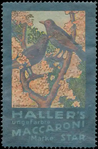Haller ungefÃ¤rbte Makkaroni Marke Star