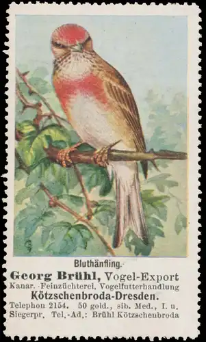 BluthÃ¤nfling