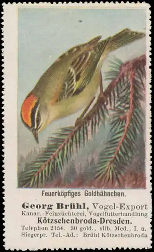 FeuerkÃ¶pfiges GoldhÃ¤hnchen