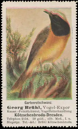 Gartenrotschwanz