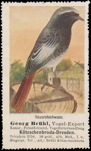 Hausrotschwanz
