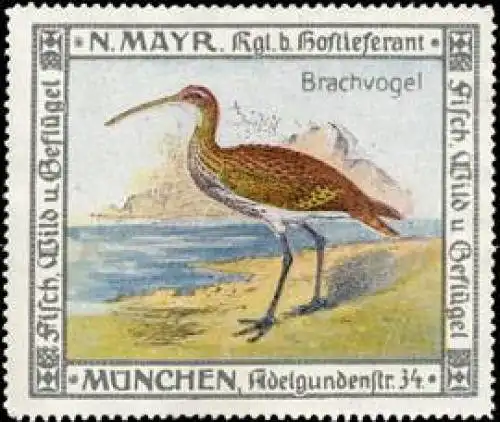 Brachvogel