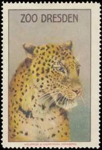 Leopard-Zoo