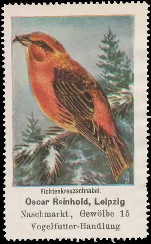 Fichtenkreuzschnabel
