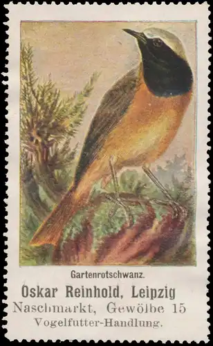 Gartenrotschwanz