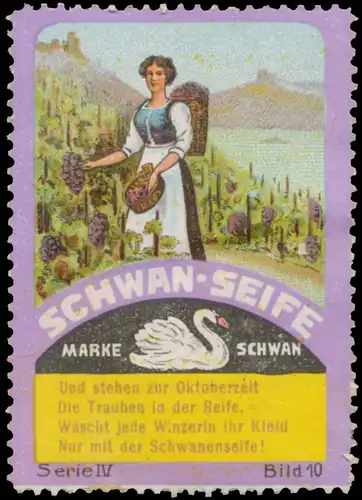 Und stehen zur Oktoberzeit die Trauben in der Reife