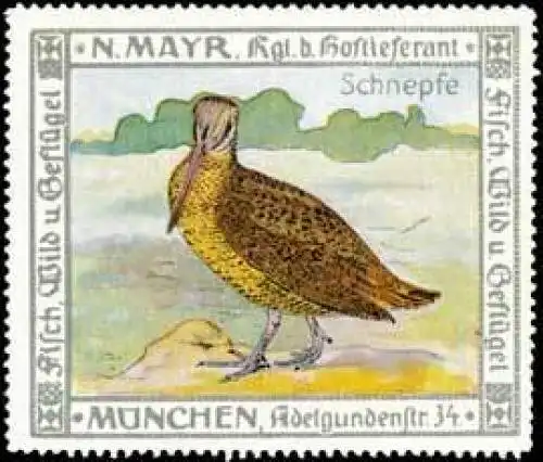 Schnepfe