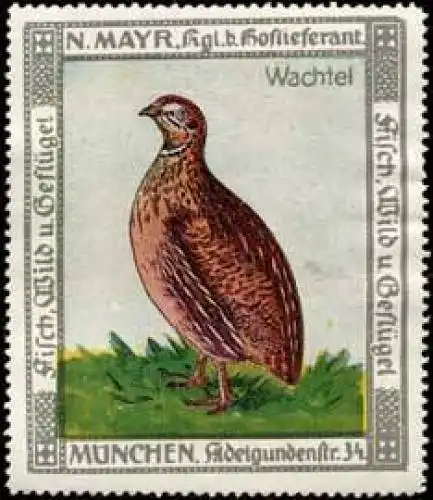 Wachtel
