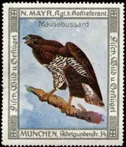 MÃ¤usebussard - Bussard