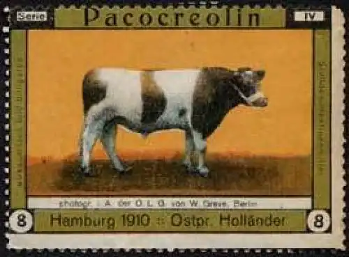 Ostpreussischer Holländer