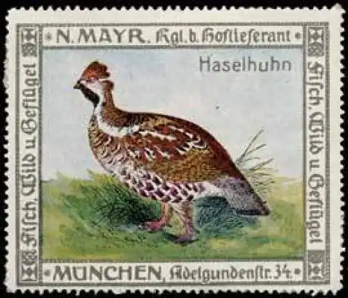 Haselhuhn Huhn