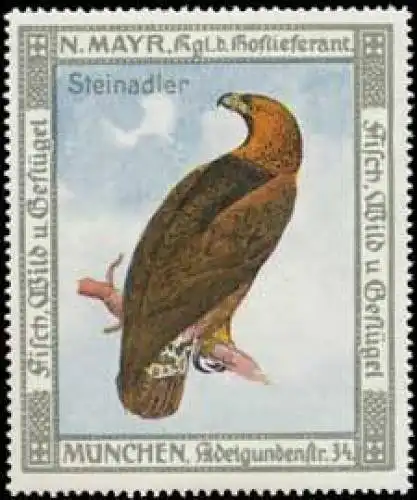 Steinadler