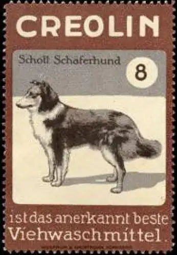 Schottischer SchÃ¤ferhund