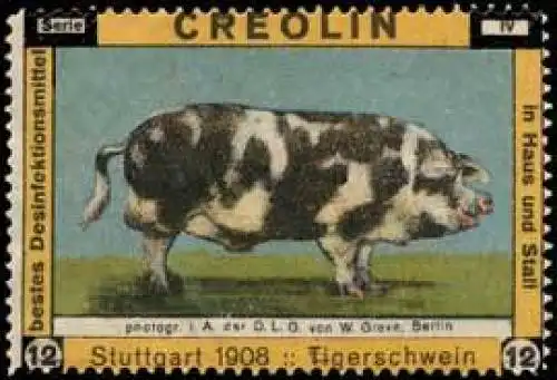Tigerschwein