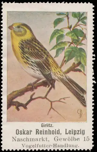 Girlitz