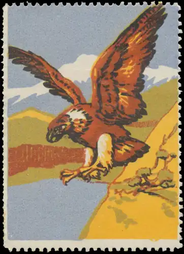 Adler