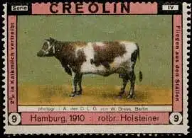 Rotbrauner Holsteiner Kuh