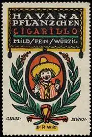 Havana Tabak PflÃ¤nzchen