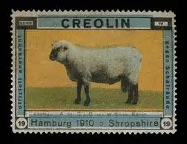 Shropshire Schaf - Creolin