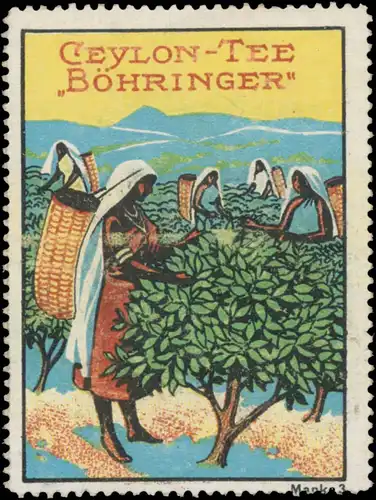 Ernte vom Ceylon Tee BÃ¶hringer