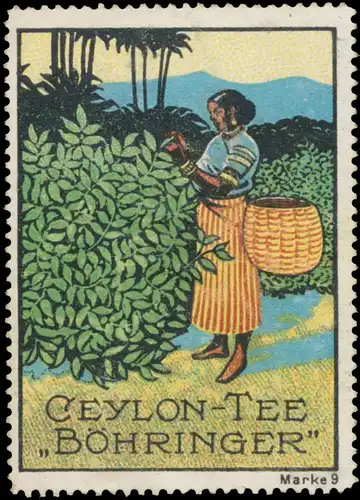Ernte vom Ceylon Tee BÃ¶hringer