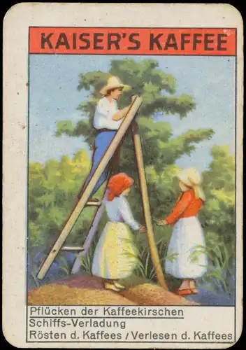 PflÃ¼cken der Kaffeekirschen