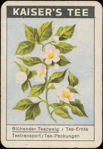 Blühender Teezweig
