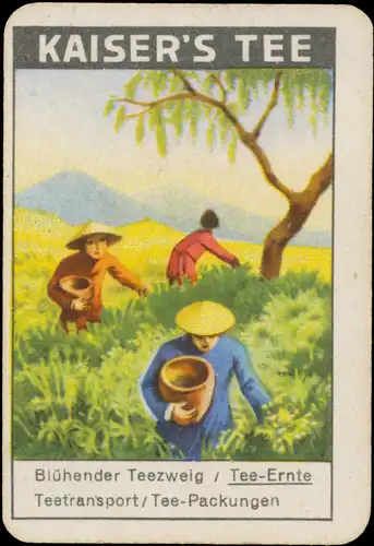 Tee Ernte