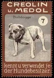 Bulldogge