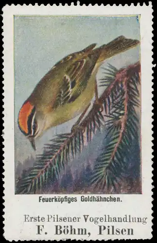 FeuerkÃ¶pfiges GoldhÃ¤hnchen