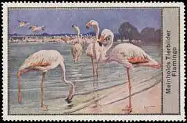 Flamingos