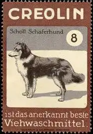 Schottischer Schäferhund