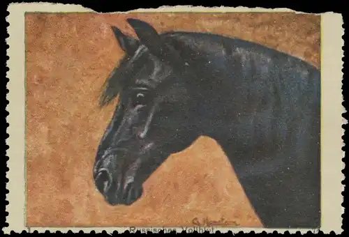 Russisches Vollblut Pferd