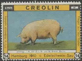 Edelschwein-Sau