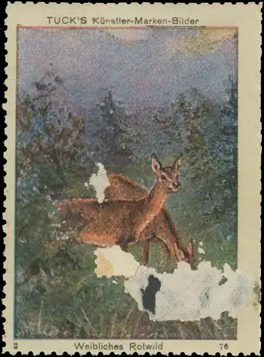 Weibliches Rotwild