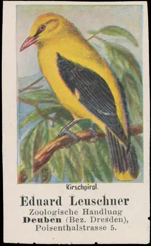 Kirschpirol
