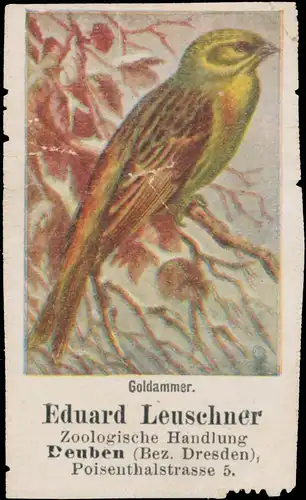 Goldammer