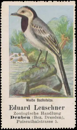 WeiÃe Bachstelze