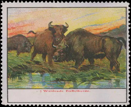 Weidende BÃ¼ffelherde
