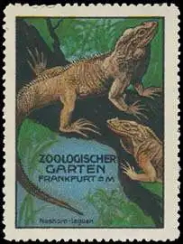 Waran Zoologischer Garten - Zoo