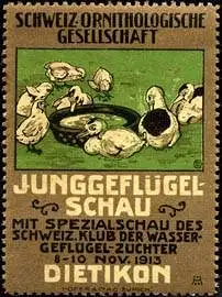 JunggeflÃ¼gelschau