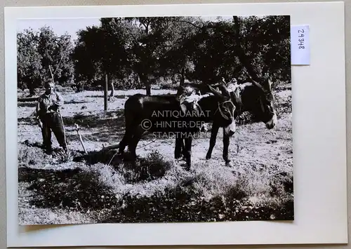 Petzold, W: An der Straße von Kyrenia nach Bellapais [Zypern]. Hakenpflug. 