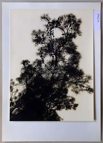 Petzold, W: Baum. Zypern. 