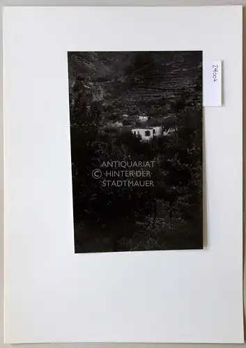 Petzold, W: Bei Lapithos (Zypern). 