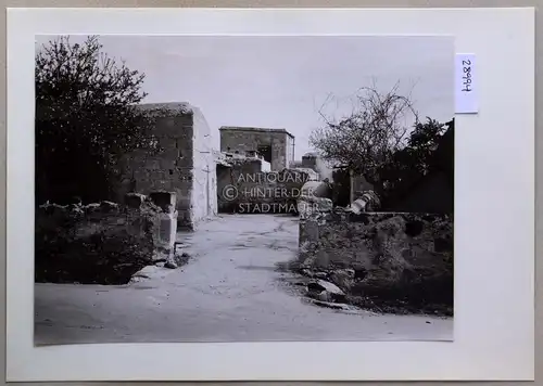 Petzold, W: Karpas-Halbinsel (Zypern). In Leonarisso. 