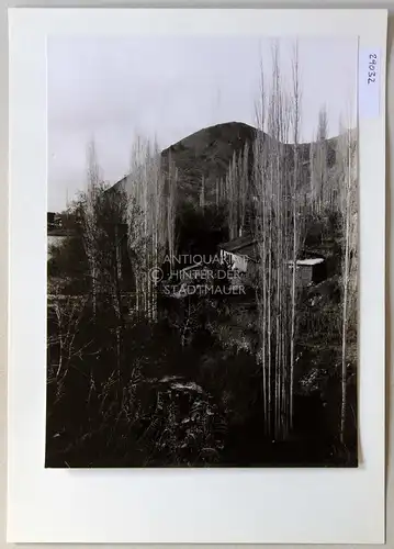 Petzold, W: Pappeln im Tal zwischen Kakopetria und Galata (Zypern). 