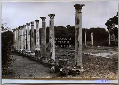 Petzold, W: Salamis [Constantia, Zypern]. Palästra des Gymnasiums. 