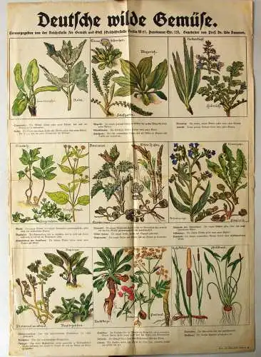 Dammer, Udo: Deutsche wilde Gemüse. 